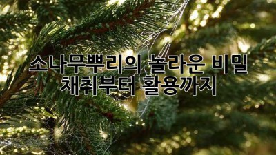 소나무뿌리의 놀라운 비밀: 채취부터 활용까지